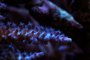 closeup2.jpg