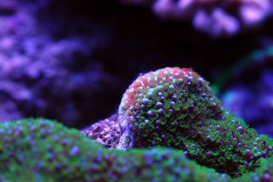 closeup5.jpg