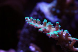 closeup67.jpg