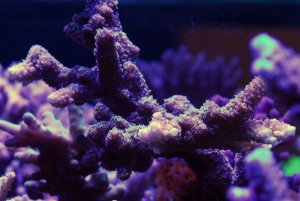 reef9.jpg