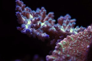 reef10.jpg
