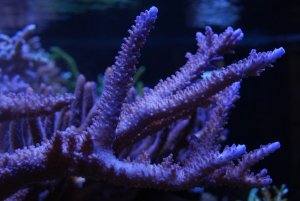 reef12.jpg