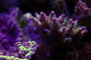 reef13.jpg