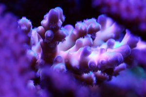 reef14.jpg