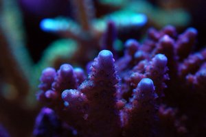 reef16.jpg