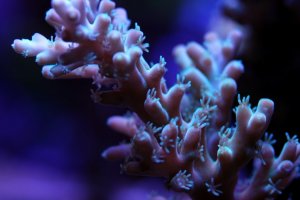 reef17.jpg