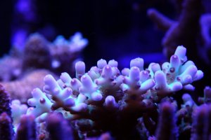 reef18.jpg
