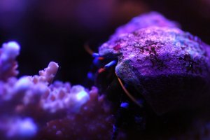 crab.jpg