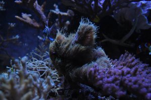 reef19.jpg