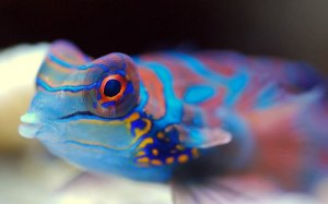 goby.jpg