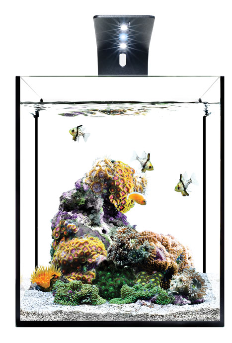 http://www.3reef.com/images/misc/MarineEco_Pico.jpg