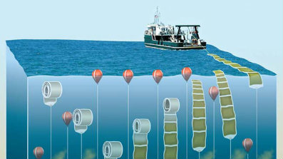 http://www.3reef.com/images/misc/nasa_biofuel.jpg
