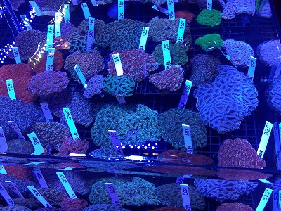 http://www.3reef.com/images/misc/products/macna09/macna1.jpg